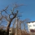 Fällung und Beschneidung von Bäumen im Garten in Görlitz